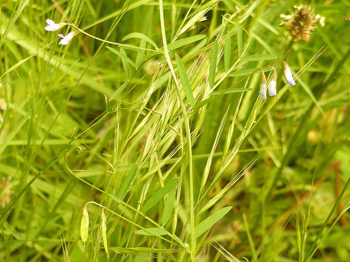 Ervum gracile (Fabaceae)